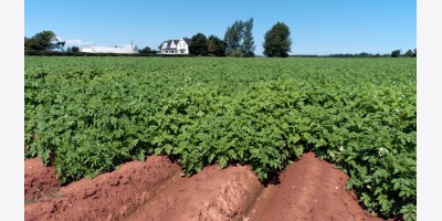 Đây Là Lý Do Bò Đeo Vòng Cổ Điện Tử Để Tăng Năng Suất Khoai Tây