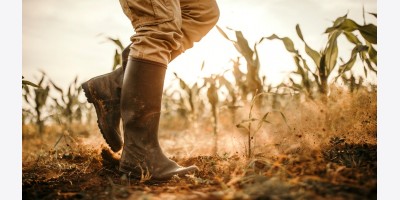 Nông dân B.C. được yêu cầu đăng ký địa điểm chăn nuôi trước mùa cháy rừng