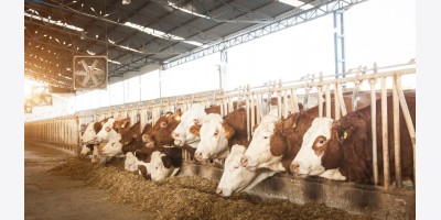 Biến bò thành mã code: Công ty Ontario muốn giúp nông dân và bò bằng AI