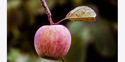 Nông dân 'vùng trồng táo' Hàn Quốc cầu xin không bị hy sinh vì thỏa thuận thương mại với Hoa Kỳ